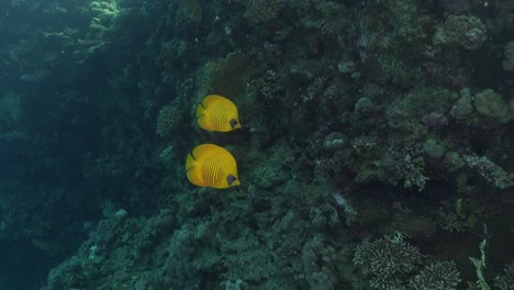 dos peces mariposa amarillos de cerca en el arrecife de coral