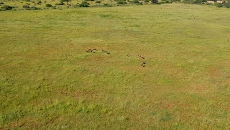 antelope in a field grazing, high drone fly past