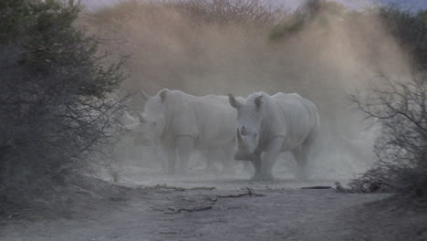 Ein-Absturz-Von-Breitmaulnashörnern-Unter-Einer-Staubwolke-In-Einer-Dramatischen-Kalahari-Bushveld-Szene