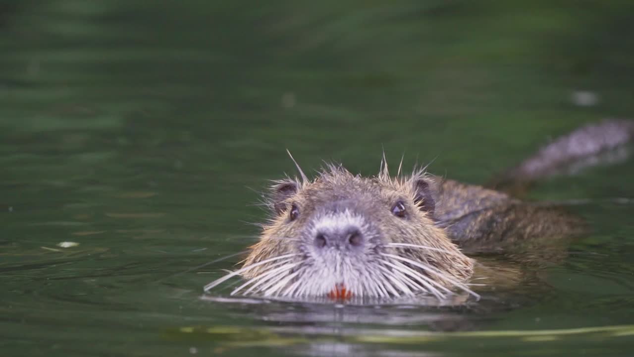 cerca de un coipo alimentando hojas verdes con sus grandes incisivos naranjas mientras flota en un lago