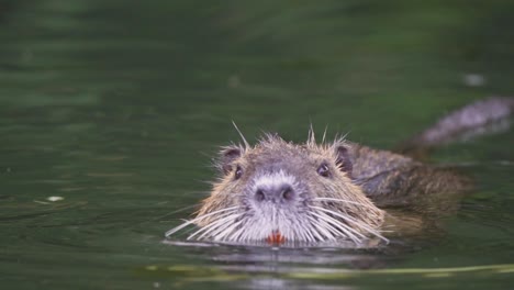 close up of a coypu feeding green leaves with its big orange incisors while floating on a lake