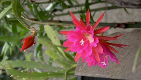 orchid cactus flowers cultivated as ornamental garden plant, vertical video