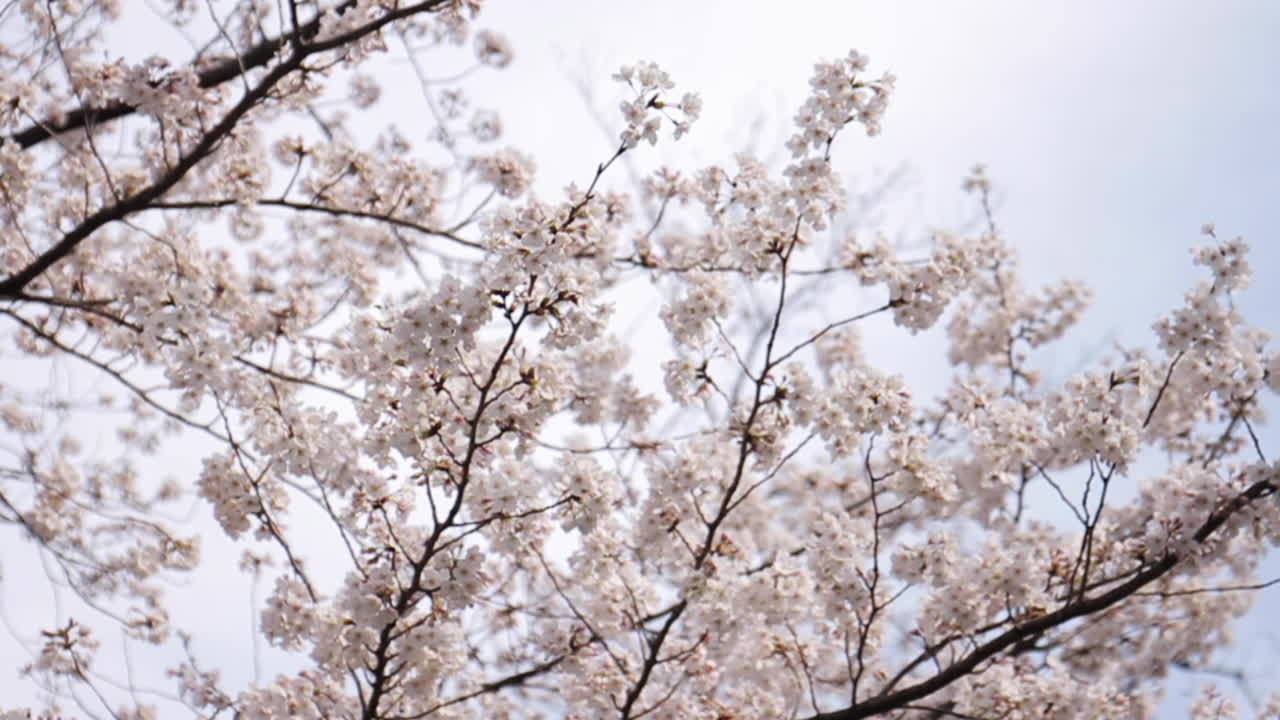 Fiori di ciliegio in piena fioritura a Tokyo, Giappone.