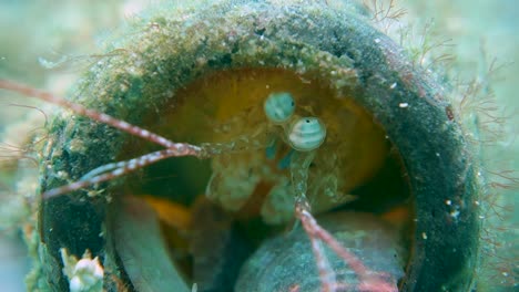 colorful mantis shrimp hides in empty glass bottle waiting to ambush prey