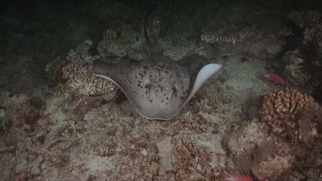 black blotched stingray swimming over coral reef at night