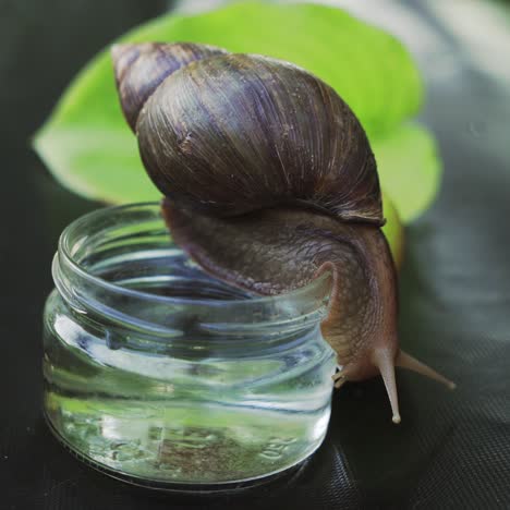 Snail sits on a glass with water. Giant African Snail
