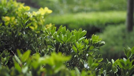 plantas empapadas de lluvia