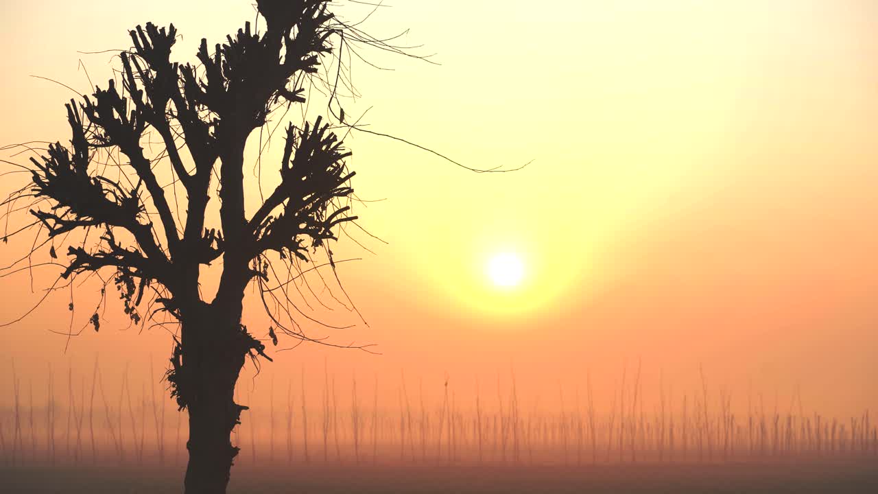 Sol nascendo atrás de uma árvore