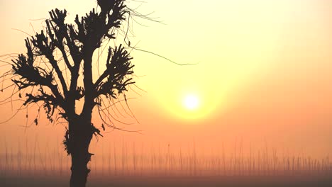 el sol se levanta detrás de un árbol