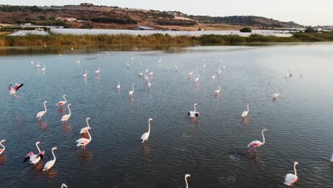 flock of pink flamingos landing and wading on the shallow calm water at the vendicari nature reserve, sicily, italy at daytime