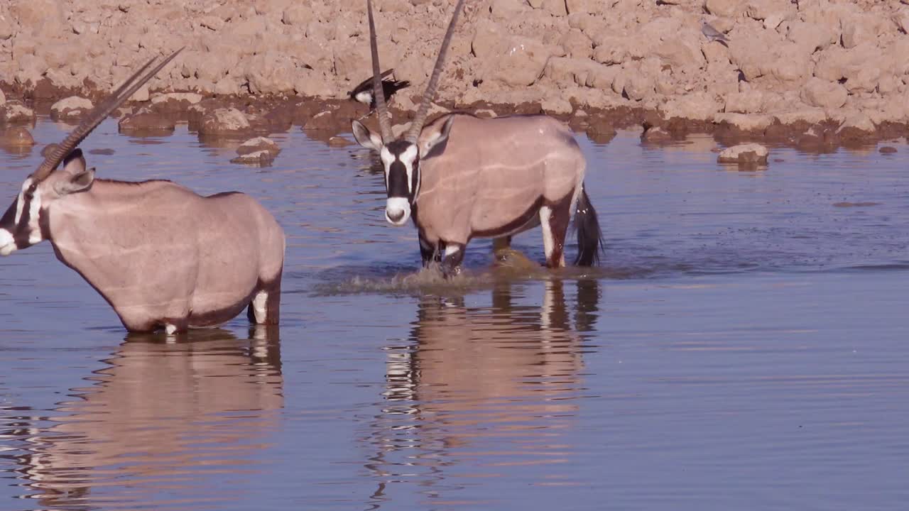 dos antílopes oryx beben en un abrevadero en el parque nacional de etosha namibia