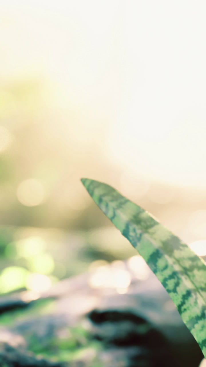 Plant on a rock in sunlight near flowing water during a warm day
