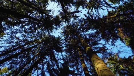 look up in coniferous forest background