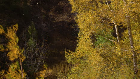 Follaje-Otoñal-Arrastrado-Por-Una-Suave-Brisa-En-El-Parque-Forestal