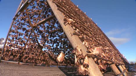 Los-Pescadores-Cuelgan-El-Pescado-A-Secar-En-Bastidores-De-Madera-Piramidales-En-Las-Islas-Lofoten,-Noruega-3