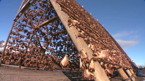 los pescadores cuelgan el pescado para que se seque en estantes de madera piramidales en las islas lofoten noruega 3