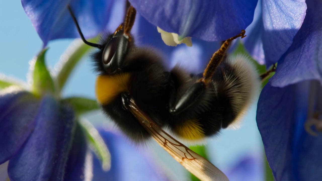 Close view captures bumblebee shifting on blue blossoms as wings and legs move, with bright daylight, soft background blur, floral textures, and natural outdoor composition during insect activity.