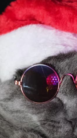 cat santa claus dancing at a party wearing dark glasses cat santa claus dancing at a party wearing dark glasses