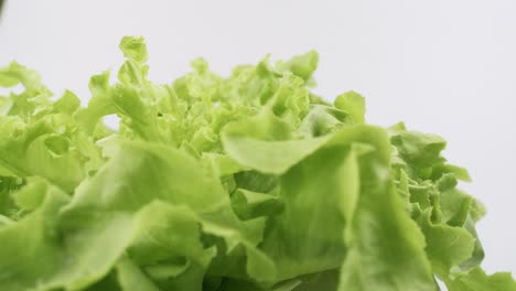 green oak fresh lettuce planted in the hydroponics style is beautifully placed and slowly rotating