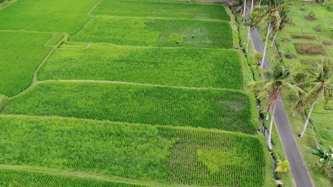 Vivaci risaie verdi in Indonesia vicino a una strada asfaltata, vista aerea.