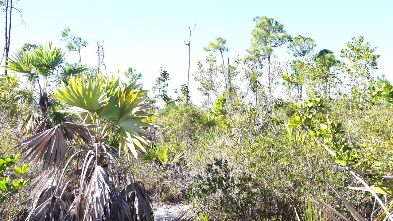 Plano general de un paisaje subtropical bañado por el sol, con palmitos plateados, pinos de pantano y una densa maleza bajo un cielo claro y pálido. Iluminación de clave alta que enfatiza las texturas costeras salvajes y áridas.