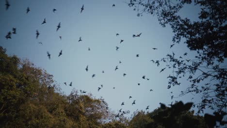 una colonia de murciélagos mexicanos de cola libre forrajeando al atardecer en la selva tropical maya, riviera maya, méxico