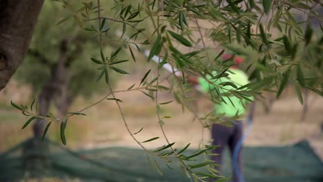 Farmer-harvesting-olives