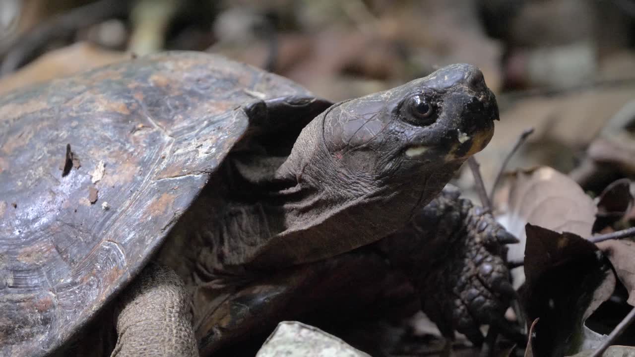 Close up of wild tortoise on forest floor in Sumatran rainforest - slow motion