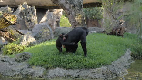 el bebé chimpancé en la espalda de la madre