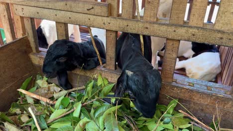 goats with black head are eating green leaves on the wooden stable