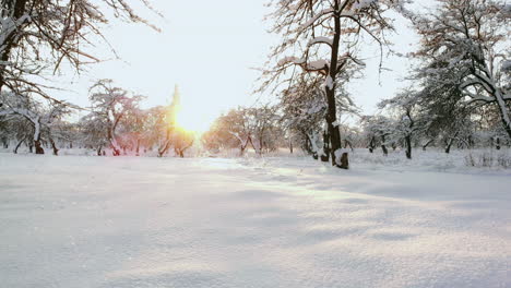 car rides by road in snow-covered forest. footage. rays of the morning sun. aerial view. aerial view of a snowy forest with high pines and road with a car in the winter. top view of winter road