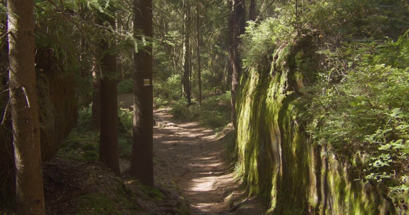 A peaceful walking path winds through a lush forest in Czech Paradise, featuring mossy rock walls and golden hour sunlight. Authentic nature scene for travel and wellness content.