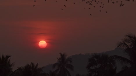 Eine-Große-Kolonie-Von-Zehntausenden-Fledermäusen-Fliegt-An-Einem-Tropischen-Ort-Durch-Einen-Dunstigen,-Blutroten-Himmel,-Während-Im-Hintergrund-Die-Sonne-Im-Dunst-Untergeht