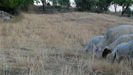 campo de pastoreo de ovejas