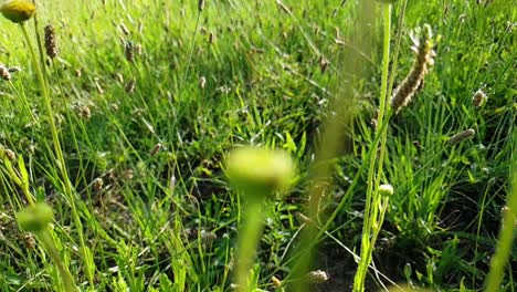 Moving-through-in-slow-motion-tall-emerald-green-wild-flowers,-weeds-and-grass-at-Camelroc-near-Lesotho