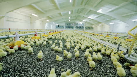 Big poultry farm. Lots of baby chicken on big modern poultry farm