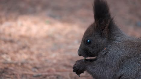 face close-up eurasian gray squirrel eating nut