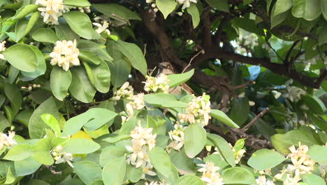 bird in a flowering orange tree