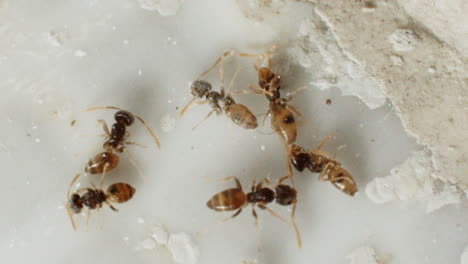 hormigas fantasmas muriendo por ser expuestas por tiza milagrosa