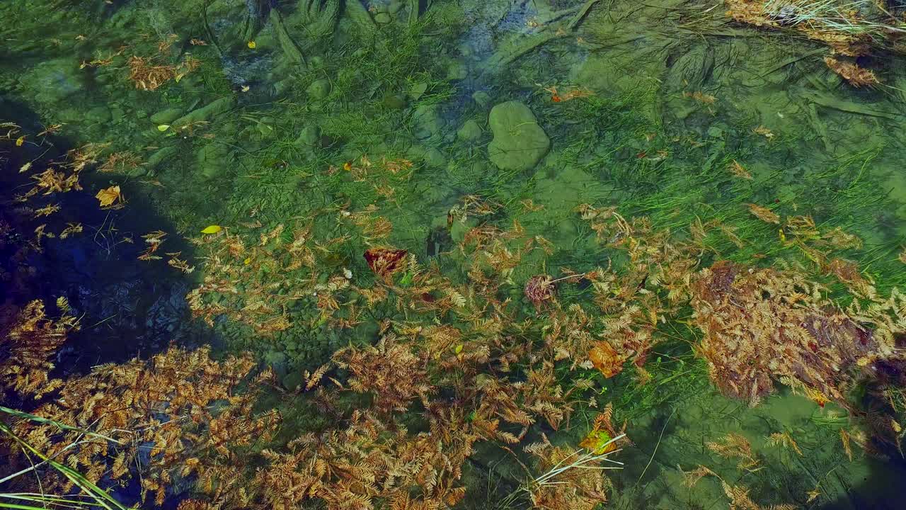 流れる川の上の紅葉の木 メディナ川 バンデラ テキサス州