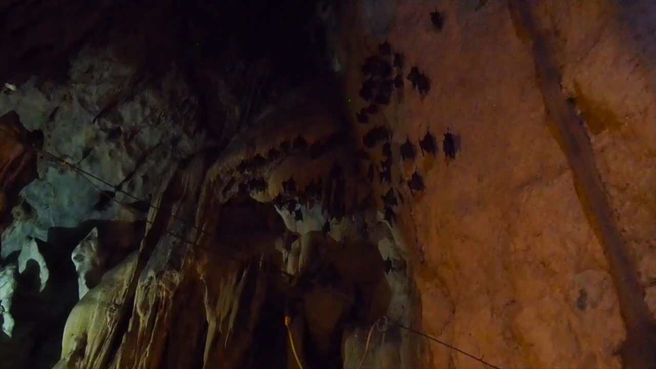 murciélagos dentro de una cueva en tailandia