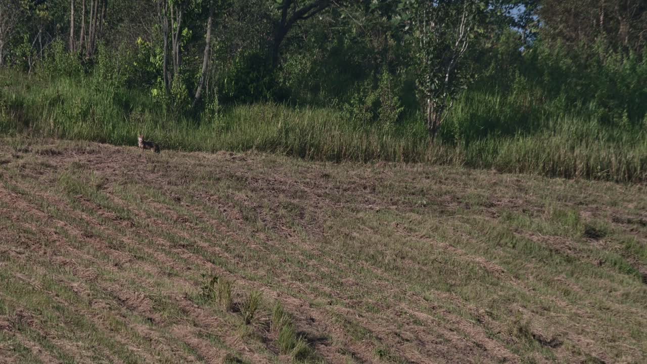 숲의 가장자리에서 보이는 뒤로 돌아서서 왼쪽으로 걸어가는 황금 샤칼 카니스 아우레우스 (thailand golden jackal canis aureus)