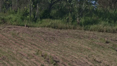 seen at the edge of the forest looking back then walks away to the left, golden jackal canis aureus, thailand