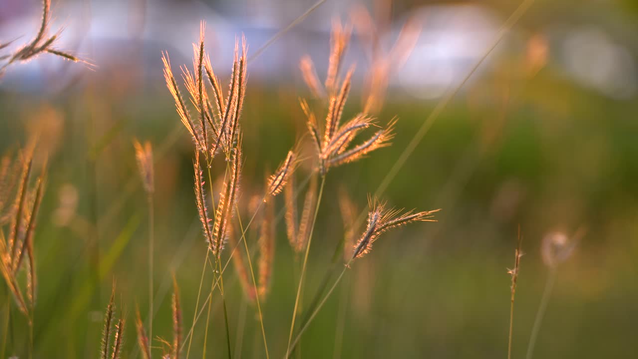 The beautiful golden flowers of grass in the sunset - close up
