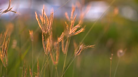 Die-Schönen-Goldenen-Blumen-Des-Grases-Im-Sonnenuntergang---Nahaufnahme