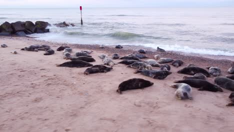 Aerial-dolly-shot-panning-over-a-colony-of-Grey-Seals-basking-on-a-beach-along-a-coastal-shoreline,-Horsey,-Gap,-Norfolk,-England