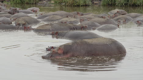Una-Madre-Hipopótamo-Permanece-Cerca-De-Su-Bebé