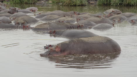 a mother hippo stays close to her baby