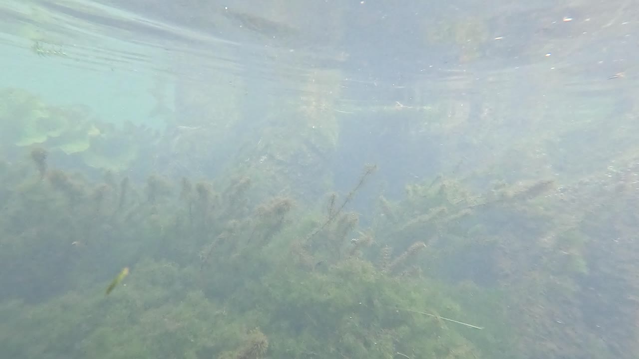 생생한 수생 식물의 수중 탐사