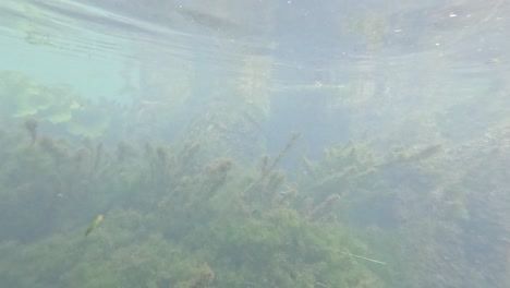 exploración submarina de plantas acuáticas vibrantes